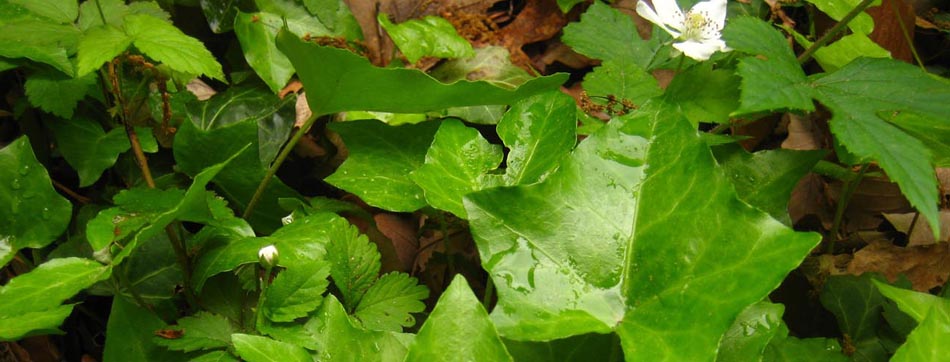 Poison Ivy Removal