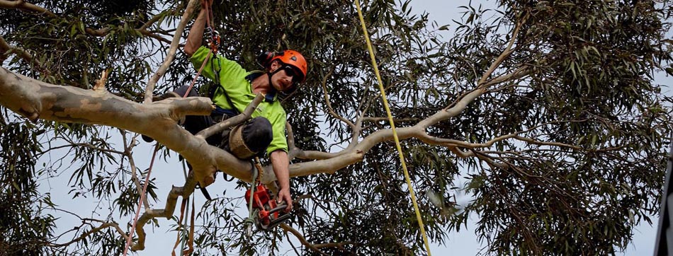 Tree Trimming